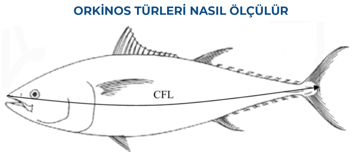 Bluefin Turnuva Logo